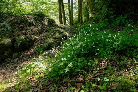 彩の風に誘われて 飯能市の風景2023年4月花チャリと入間川散策＃3