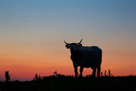 Cow into the sunset stock image. Image of grazing, bovinae - 30130291