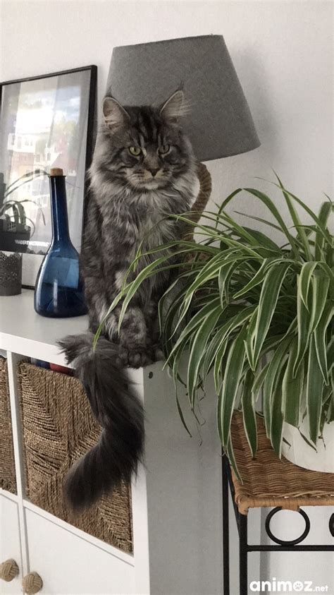 Saillie Maine coon Bouches du Rhône 13 sur Animoz net