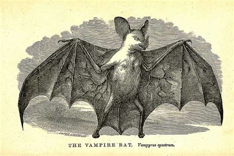 How Did the Vampire Bat Get Its Name?