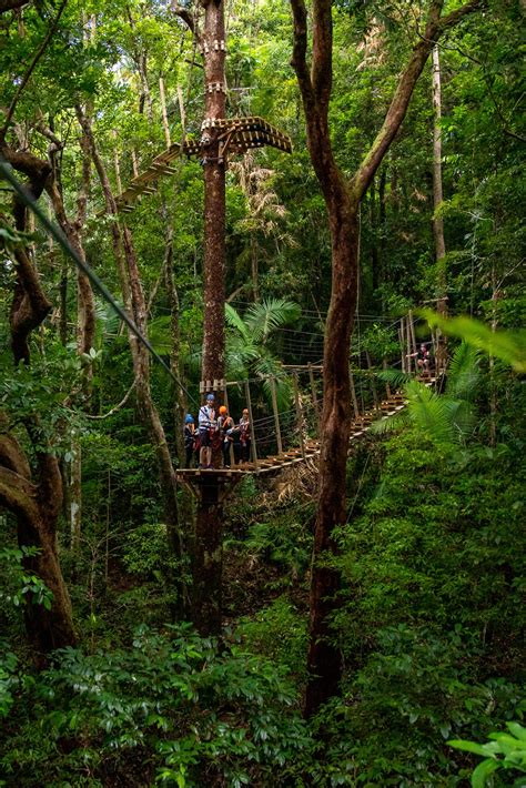 Treetops Ziplining The Daintree Shop