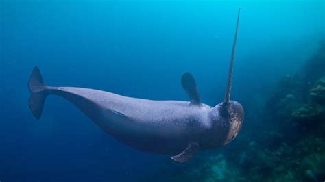 Narwhal Stock Photos Pictures And Royalty Free Images Istock