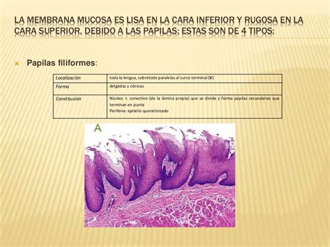 Cavidad Bucal Histologia