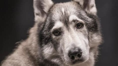 Razas De Perros Que Parecen Lobos Fotos Y Detalles