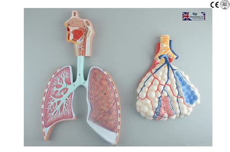 Respiratory System Model With Pulmonary Alveoli Relief Eduscience Video Gallery