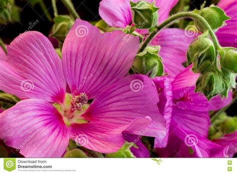 La Flor Rosada Del Hibisco Foto De Archivo Imagen De Cristal 76212392