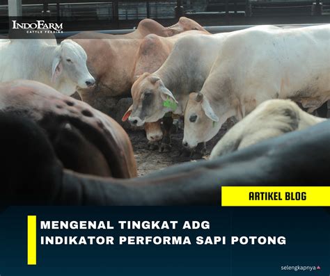 mimpi makan daging sapi 2d 13