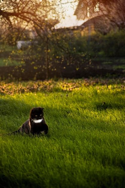 Vista Del Gato Sentado En El Campo Foto Premium