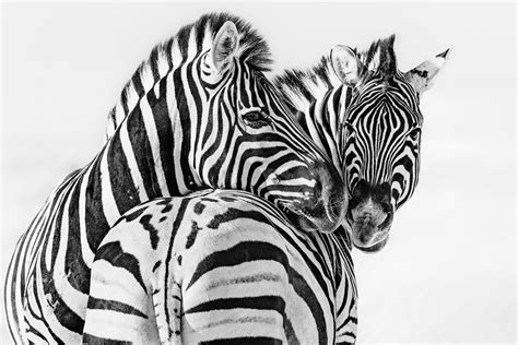 Two Zebras Have An Intimate Moment • Zebra Print Black And White