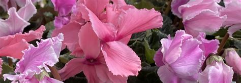 Wholesale Plant Nursery & Landscape Supplier in Austin, TX