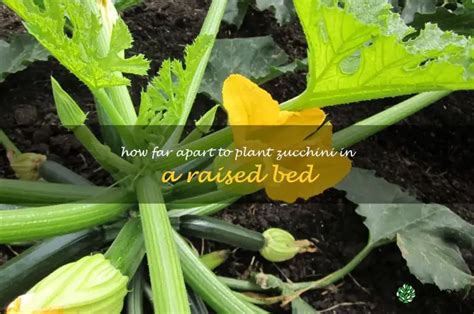 Maximizing Your Zucchini Harvest The Ideal Spacing For Planting In A