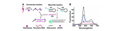 Detection Of Telomerase Activity Using SGq CHA Reaction A Design