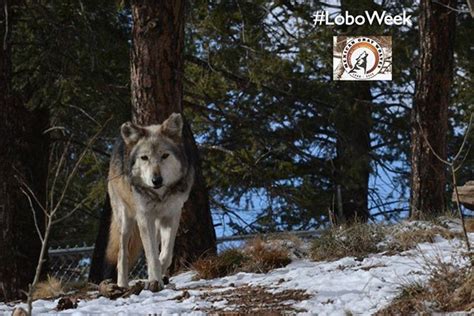 Colorado Wolf & Wildlife Center - Visit Colorado Springs