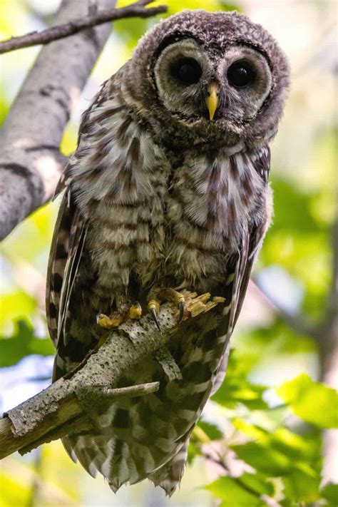 Barred Owl Strix Varia Info Birding Insider