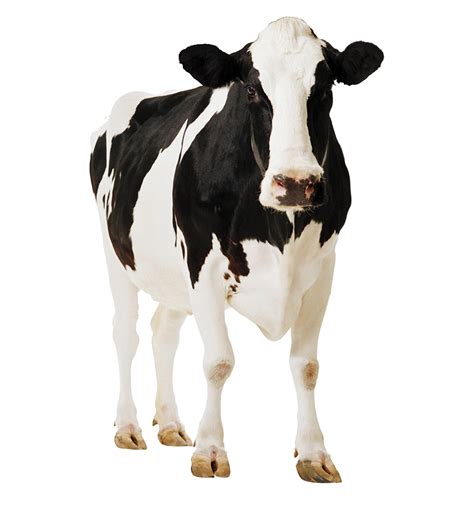 PNG رایگان گاو Cow Background PNG دانلود رایگان