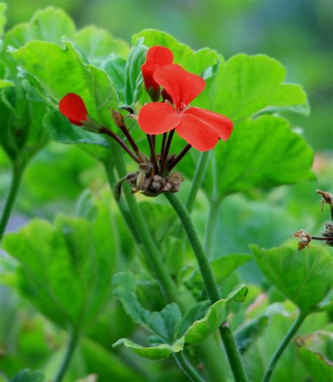 Pelargonia Kwiaty Kwiat Darmowe zdjęcie na Pixabay Pixabay