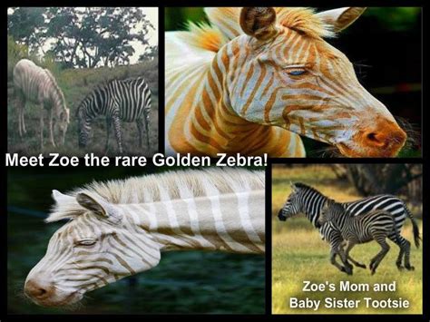 Golden Zebra Zoe