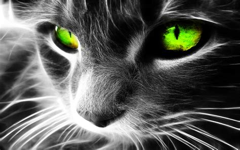 Green Eyed Cat wallpaper | 1680x1050 | #13300