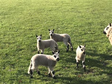 Ontwormen Vaccineren Schapen En Geiten