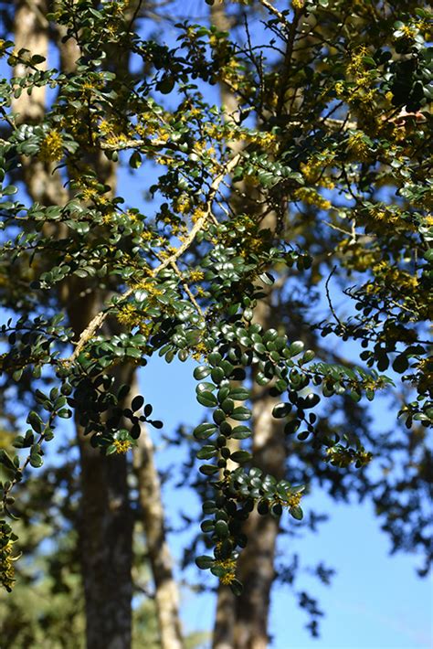 Box Leaf Azara Azara Microphylla In Greensboro High Point Winston