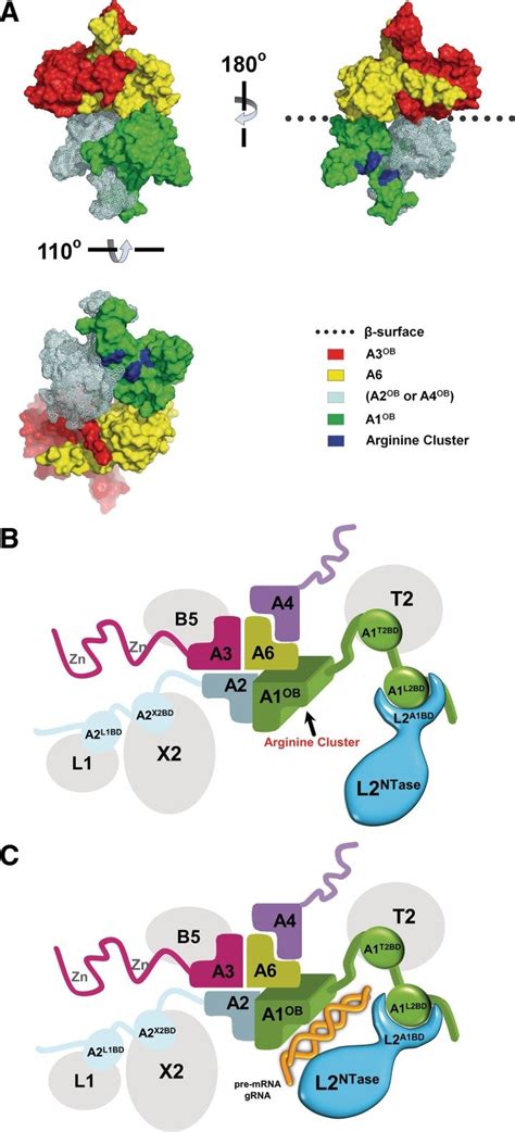 Model Of The OB Fold Center And Associated Proteins In The Core Of The