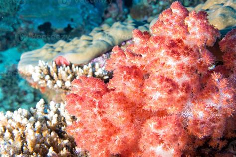 diving in colorful reef underwater 20177512 Stock Photo at Vecteezy