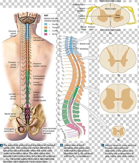 Spinal Nerve Spinal Cord Brain Nervous System Peripheral Nervous