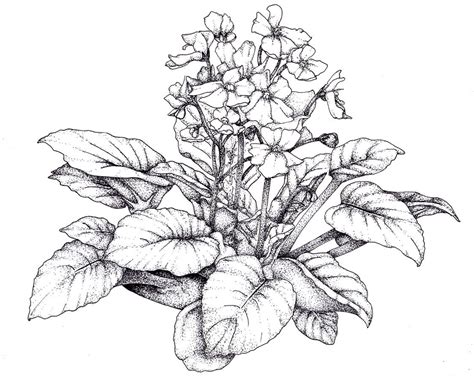 African Violet Illustration Google Search A All Kinds Of Flowers