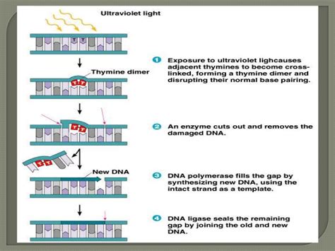 Microbial genetics mutation 