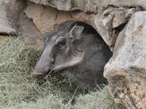 The Online Zoo Common Warthog