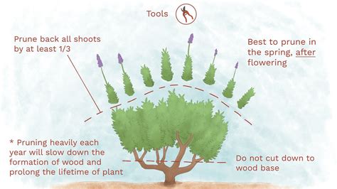 Pruning Times Of Flowering Shrubs Handbook GARDENWILD Ltd