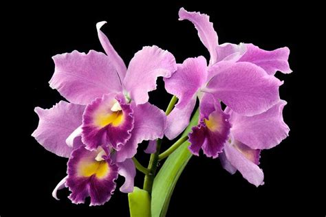 How To Grow And Care For Cattleya Orchids Gardener’s Path