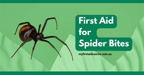 First Aid For Spider Bites In Brisbane Essential Guide For Australian