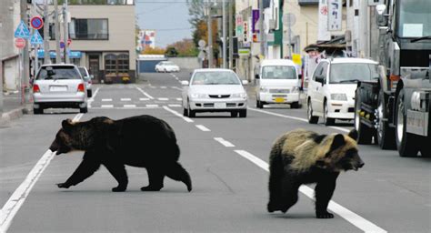 「かわいそう」クマ捕獲・駆除に猛批判 被害相次ぐ自治体、対応に苦慮：中日新聞web