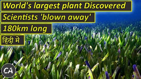 World S Largest Plant Discovered 180km Long Seagrass Discovered Off Australia Youtube