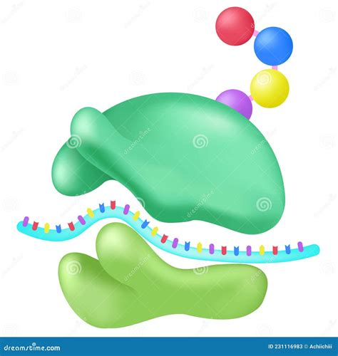 Function Of Ribosomes Cartoon Vector 138432885