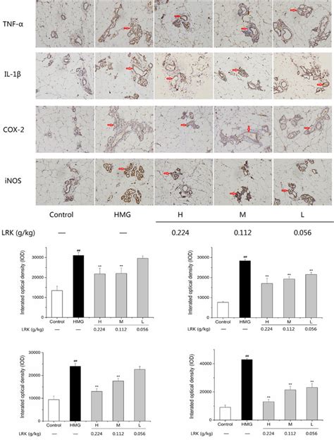 The Effect Of Lrk On The Expression Of Tnf α Il 1β Cox 2 And Inos