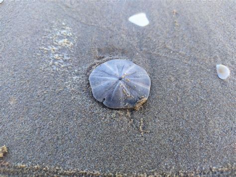 Sand Dollar On The Beach 10197097 Stock Photo At Vecteezy
