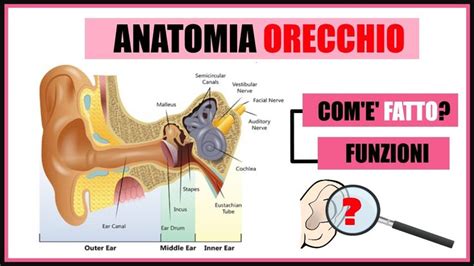 Anatomia Dell Orecchio Fatto E Come Funziona