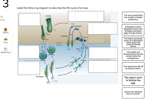 Label The Following Diagram To Describe The Life Cycle Of A Moss The