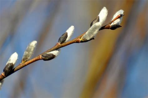 Pussy Willows Welcome Spring Near Ely MN Ely Outfitting Company