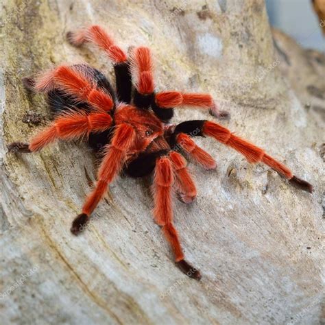 Birdeater Tarantula Spider Brachypelma Boehmei Natural Forest ...