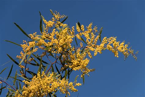 Especies De Acacia Más Populares Para Los Jardines