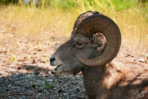 Bighorn Sheep in Jasper National Park | In the Limelight