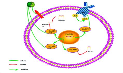 Cisplatin Resistance Mechanism Of CircRNA In Osteosarcoma Only Four