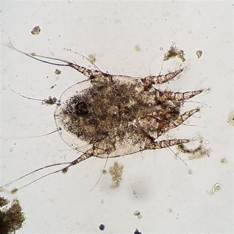 otodectes cynotis ear mite rparasitology