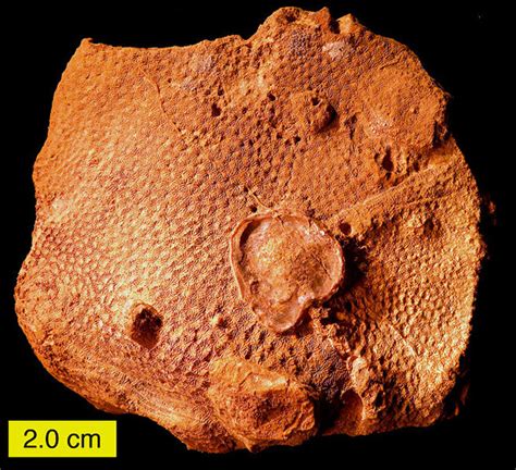 Woosters Fossil Of The Week A Scleractinian Coral Middle Jurassic Of