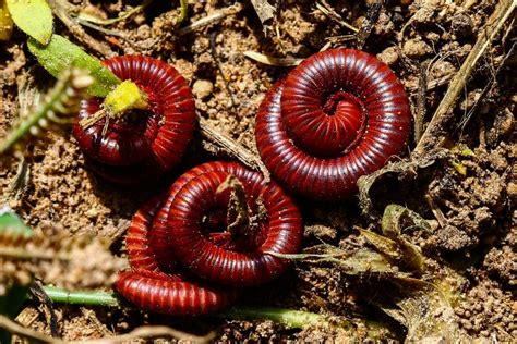 Essential Millipede Care: 4 Types That Make Great Pets and How To Care ...