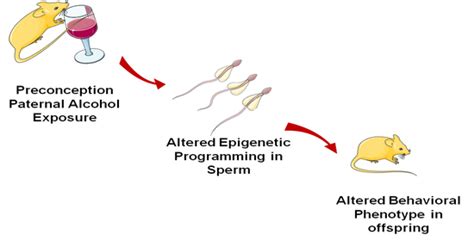 Brain Sciences Free Full Text Effects Of Paternal Preconception