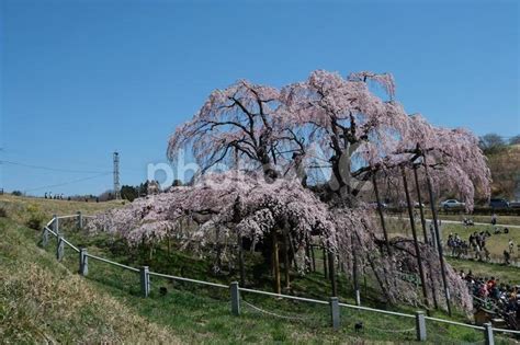 三春の滝桜 No 25848646｜写真素材なら「写真ac」無料（フリー）ダウンロードok